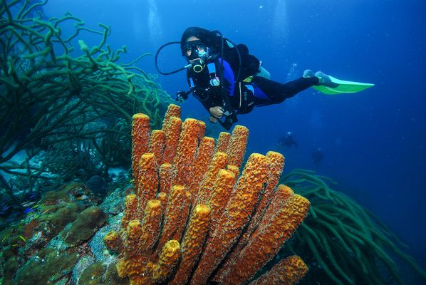 Cima Tours - Ecommerce